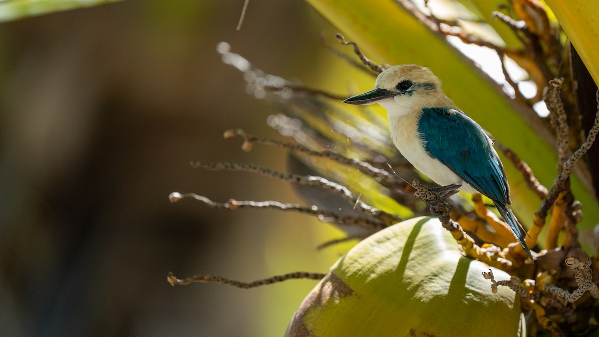 Tuamotu Kingfisher (Niau) - Javier Cotin