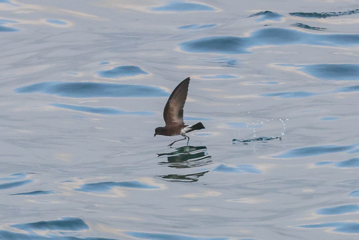 Elliot's Storm-Petrel - Allison Miller