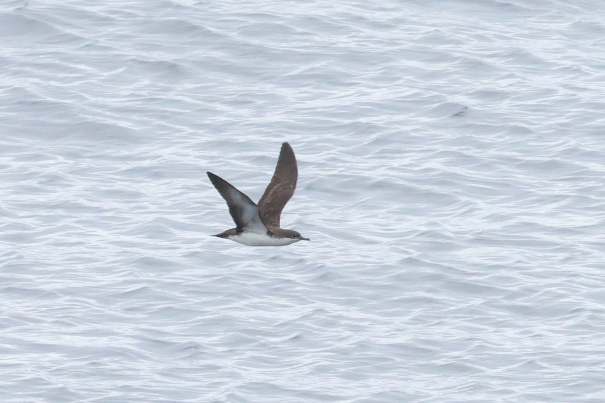 Galapagos Shearwater - ML489972201