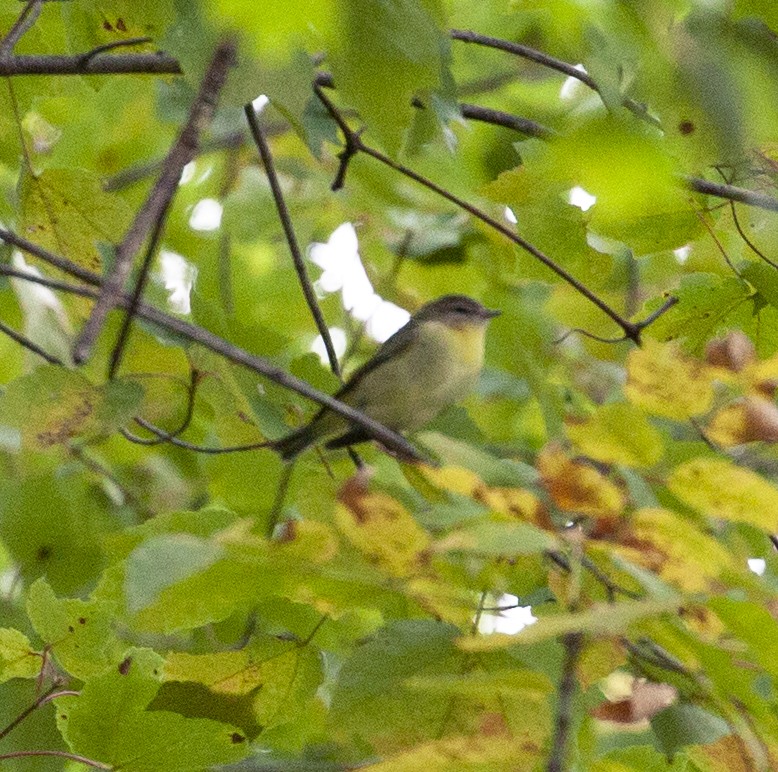 Philadelphia Vireo - Eric Losh