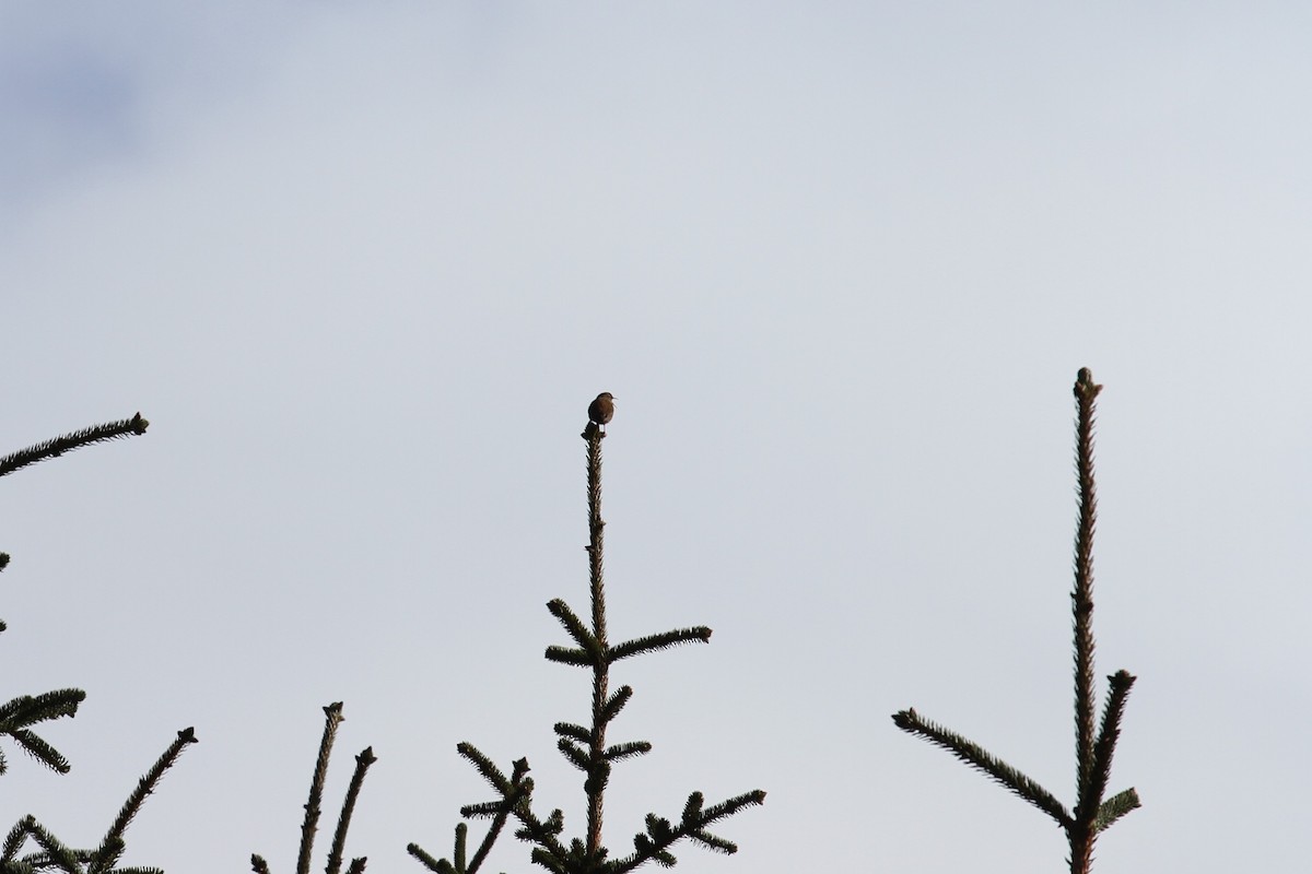 Eurasian Wren (Iceland) - ML489975561