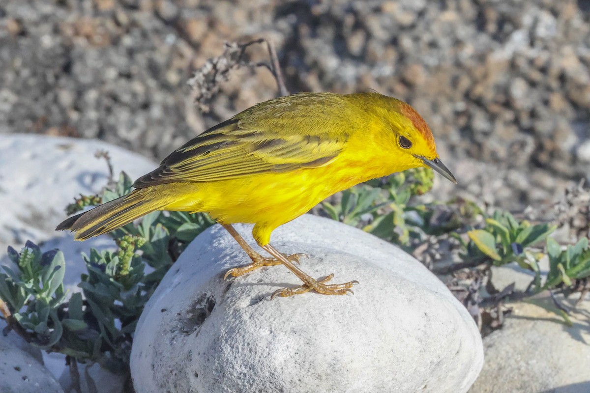 Yellow Warbler - ML489976241