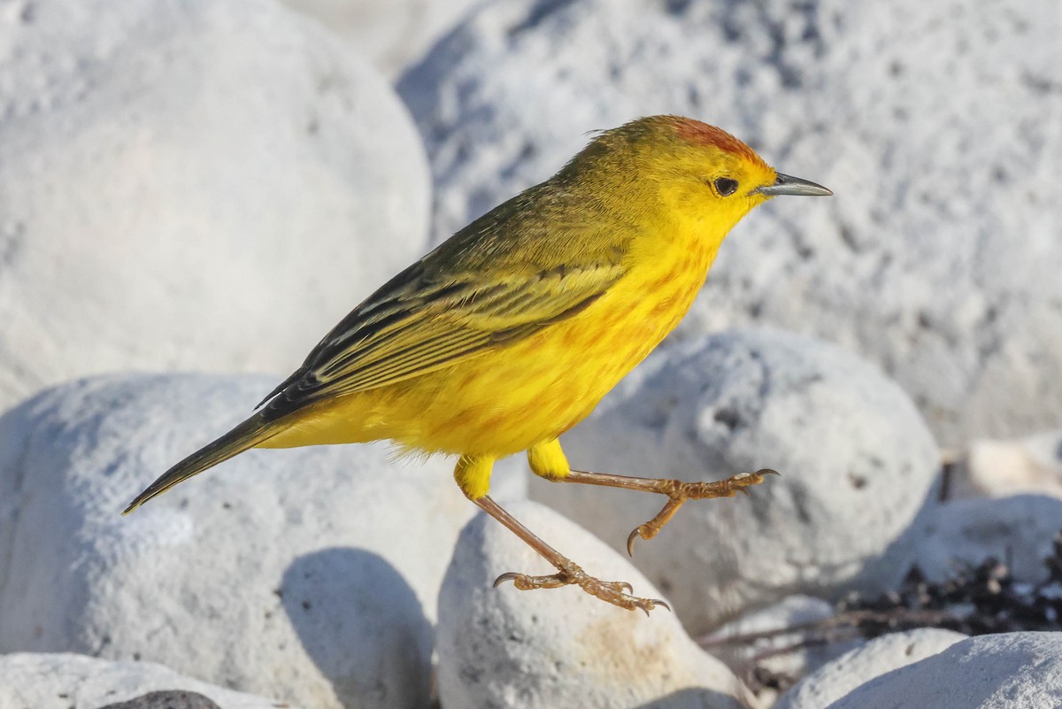 Yellow Warbler - ML489976251