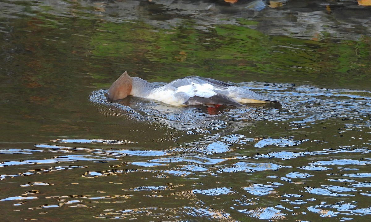 Common Merganser - Bruce Hansen