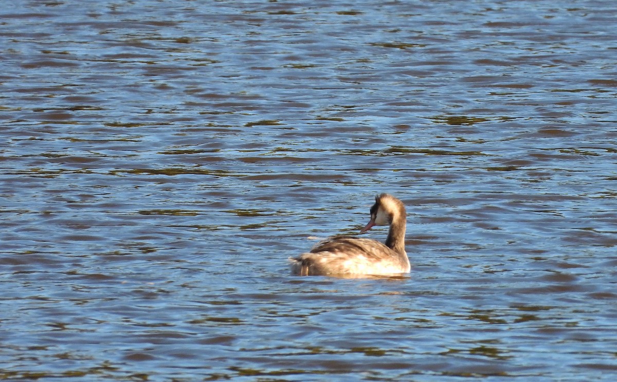 Great Crested Grebe - ML489976721