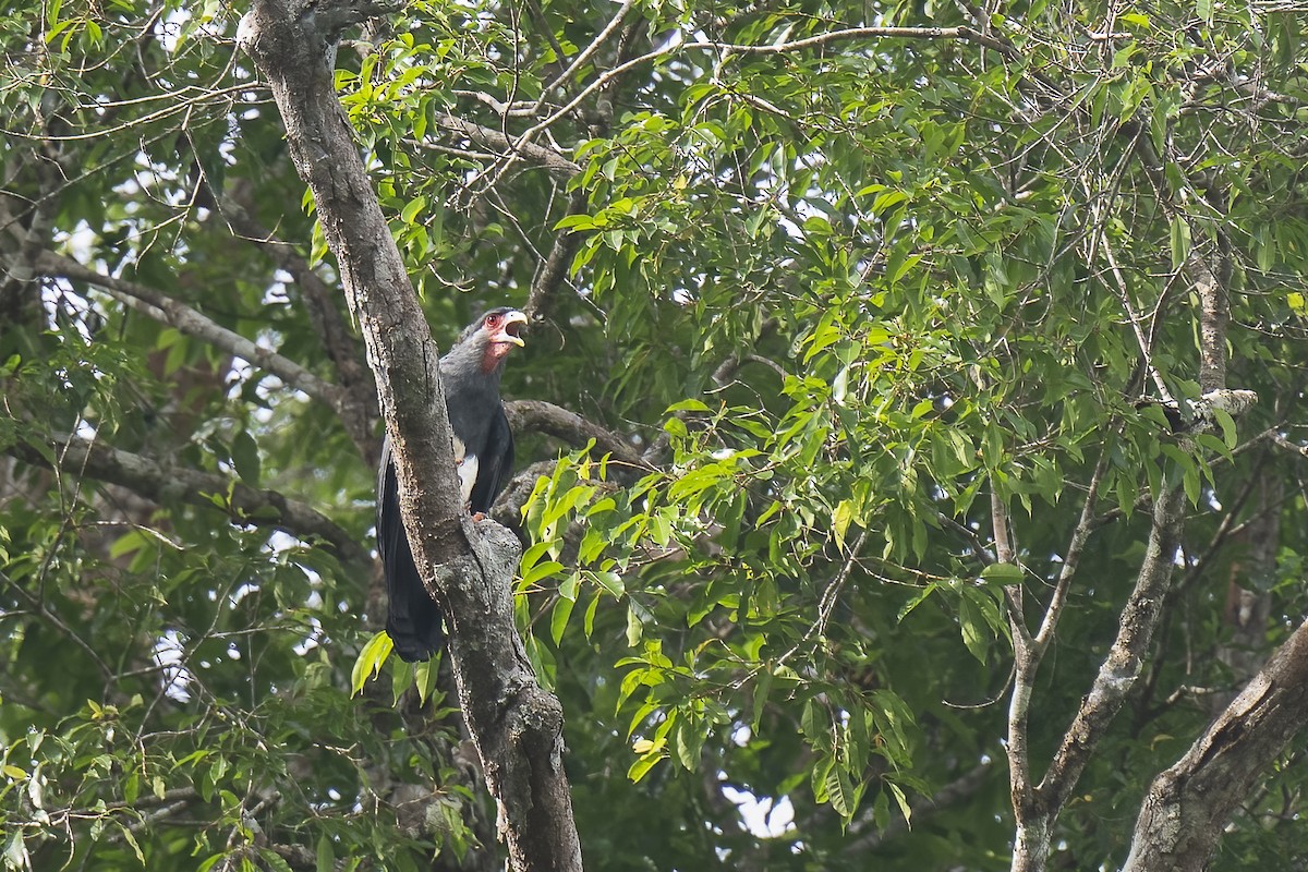 Red-throated Caracara - ML489977261