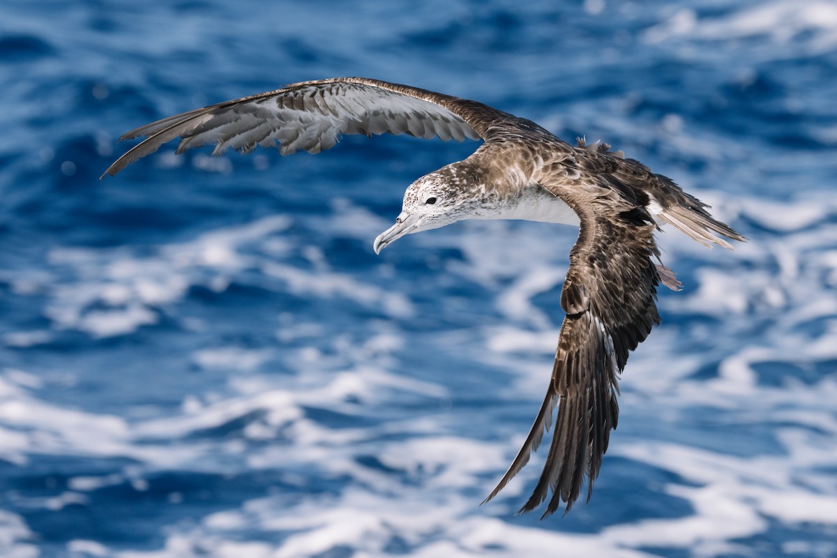 Streaked Shearwater - Liang-Hsien 亮賢 Chiang 江