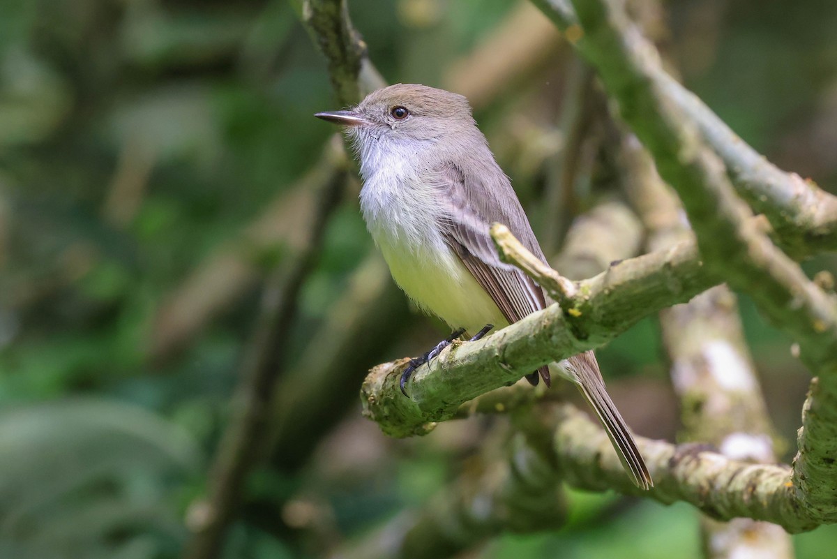 Galapagos Flycatcher - Allison Miller