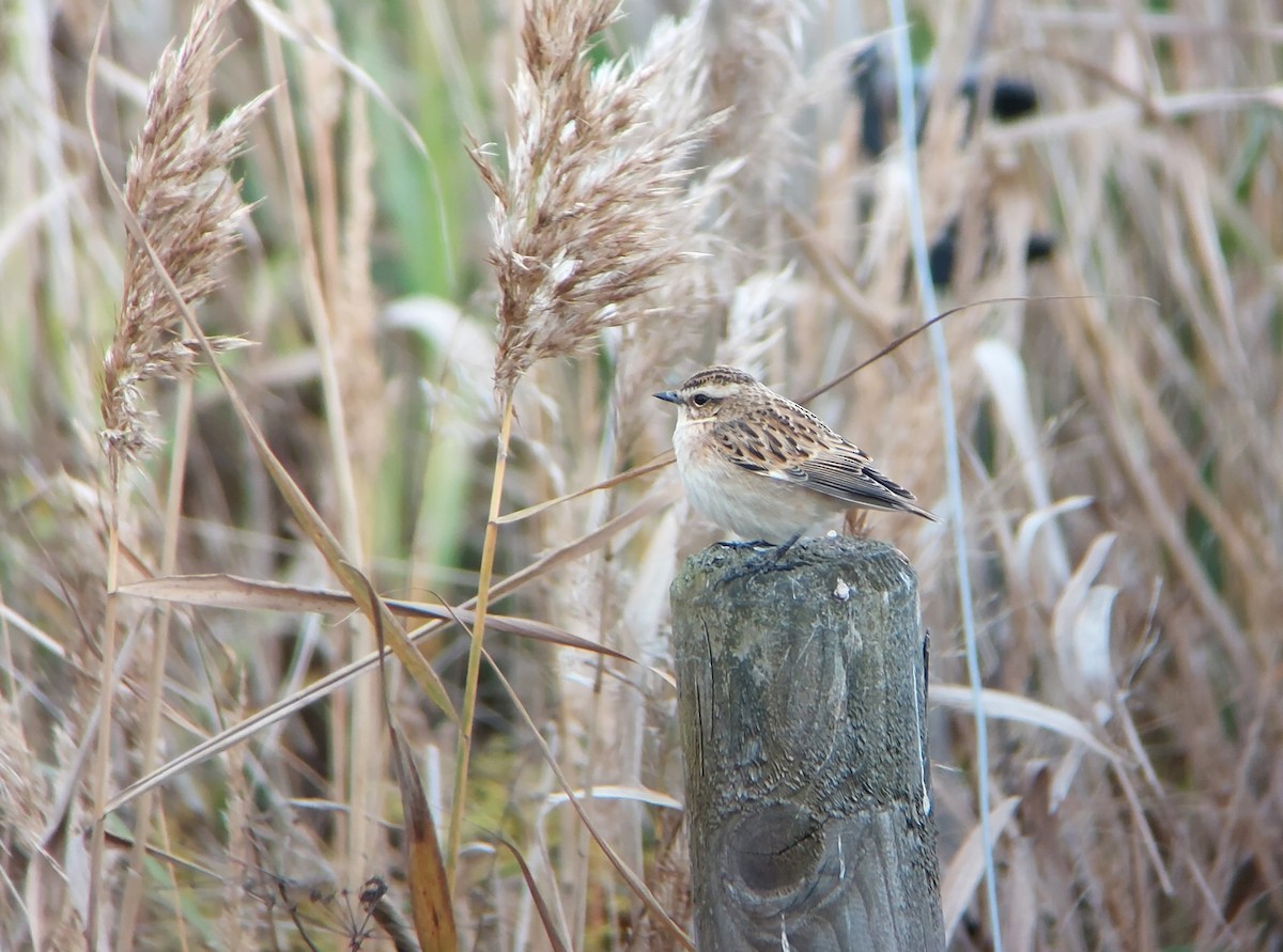 Whinchat - Jussi Lindström