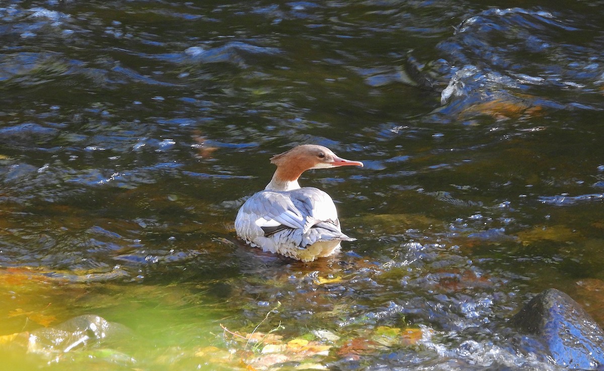 Common Merganser - ML489978531