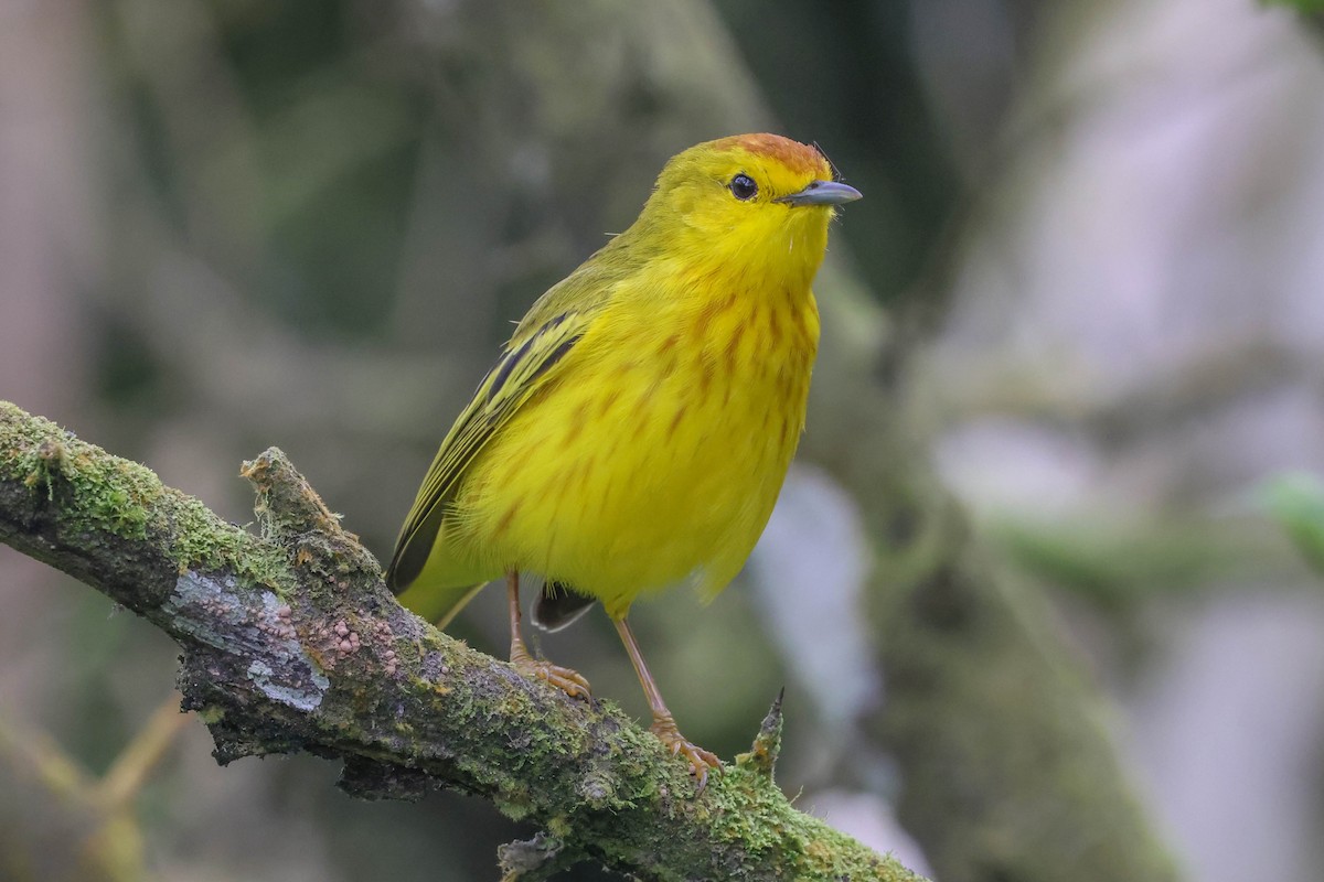 Yellow Warbler (Galapagos) - ML489978701