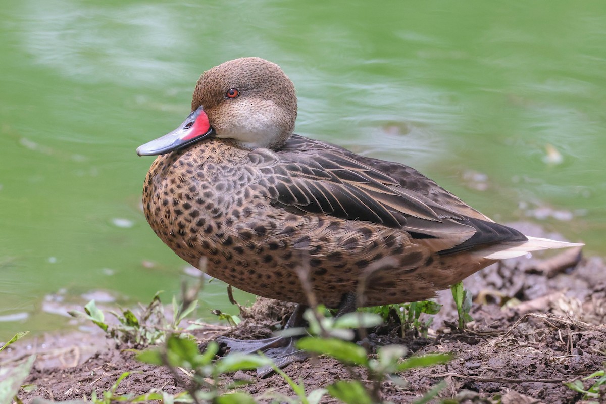 White-cheeked Pintail (Galapagos) - ML489978731