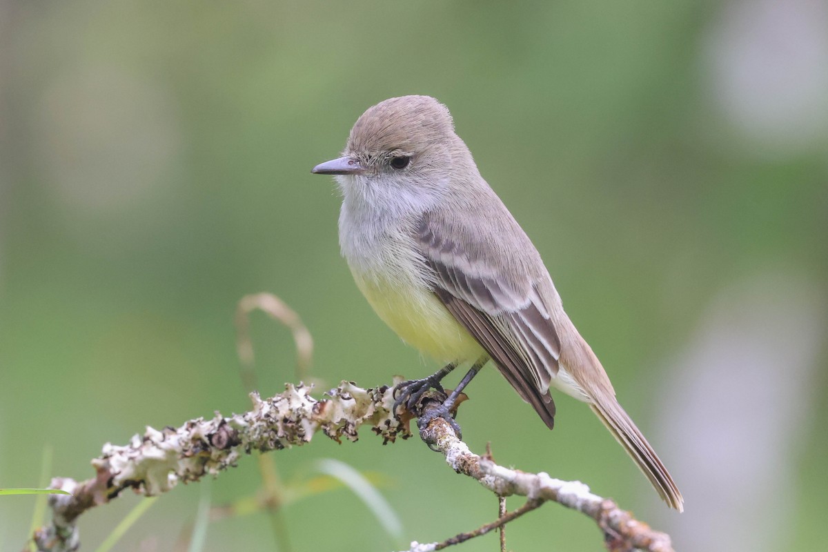 Galapagos Flycatcher - ML489978851