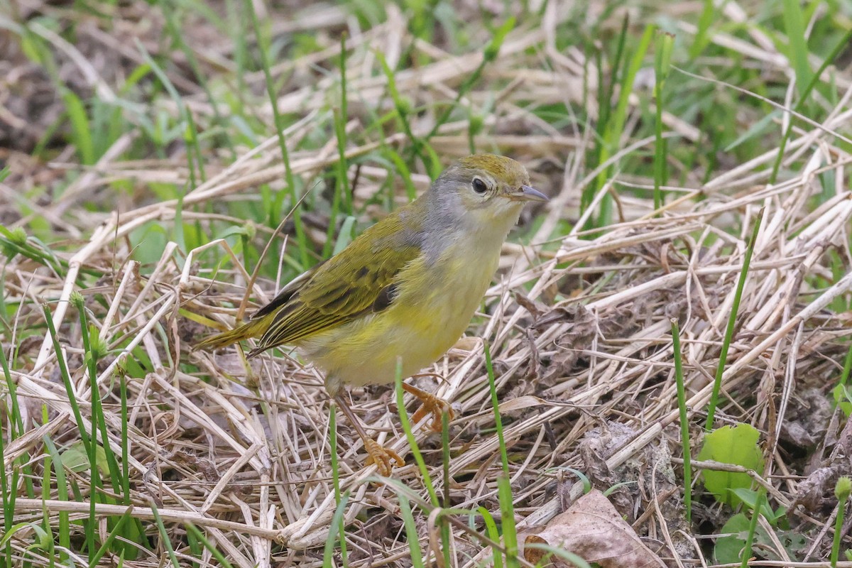 Yellow Warbler (Galapagos) - ML489978891