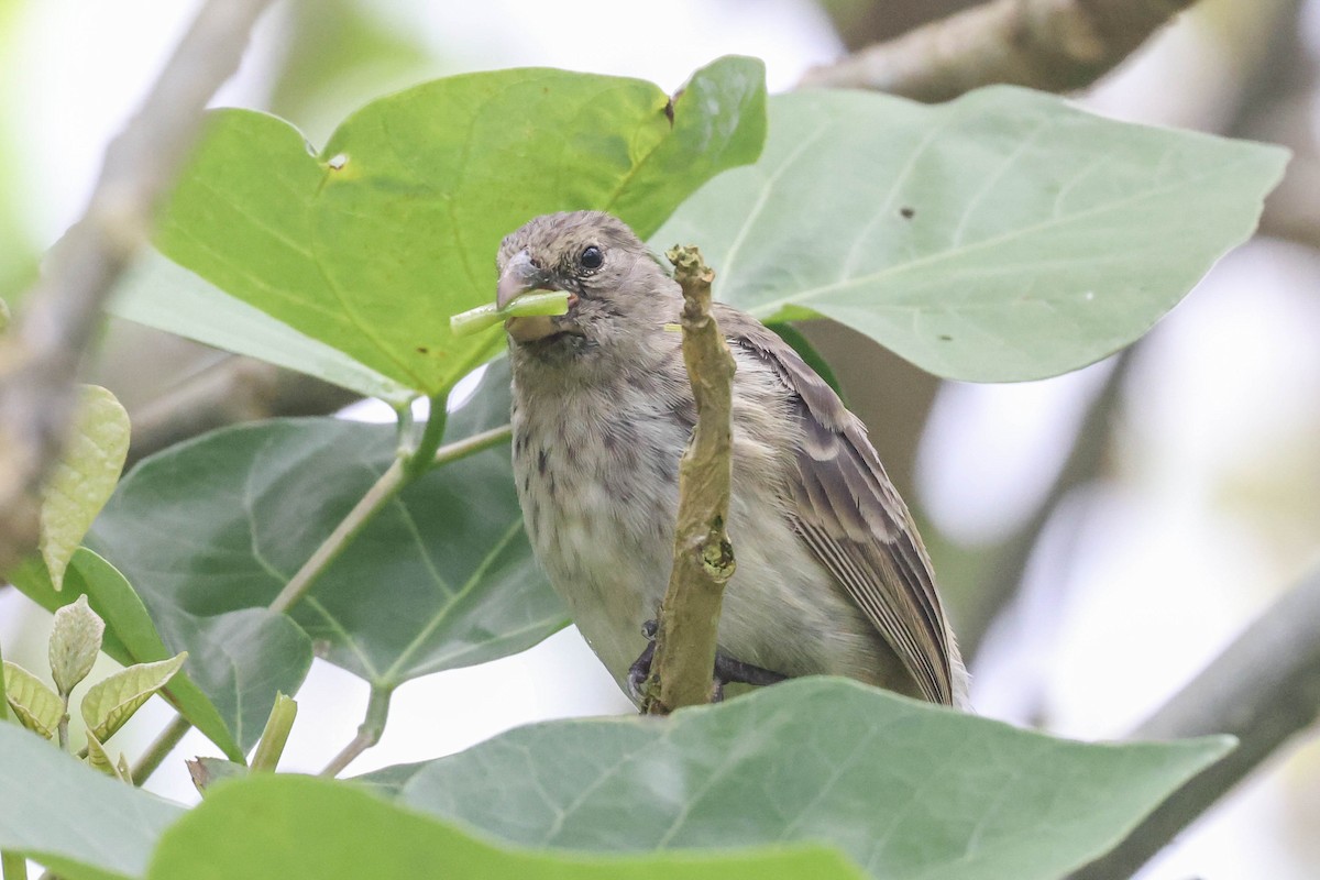 Vegetarian Finch - Allison Miller