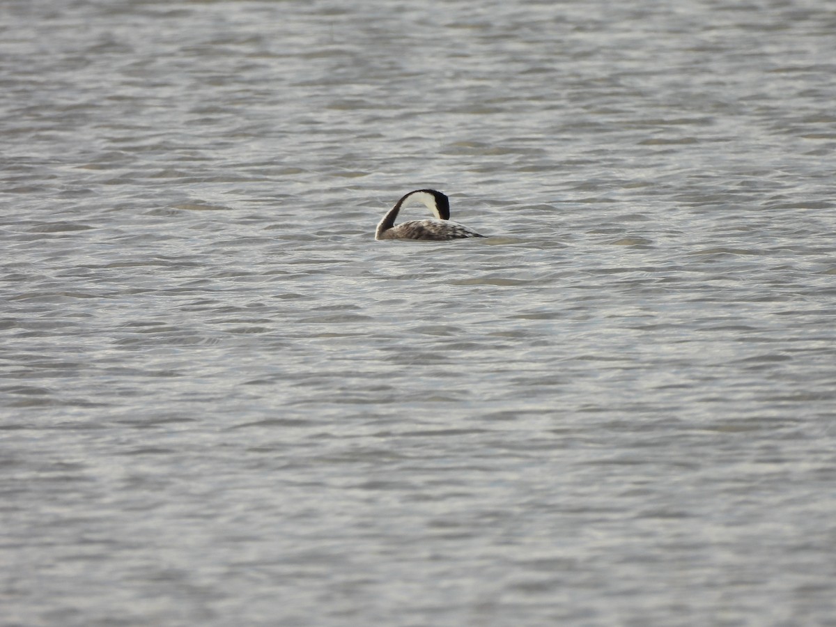 Clark's Grebe - ML489979021