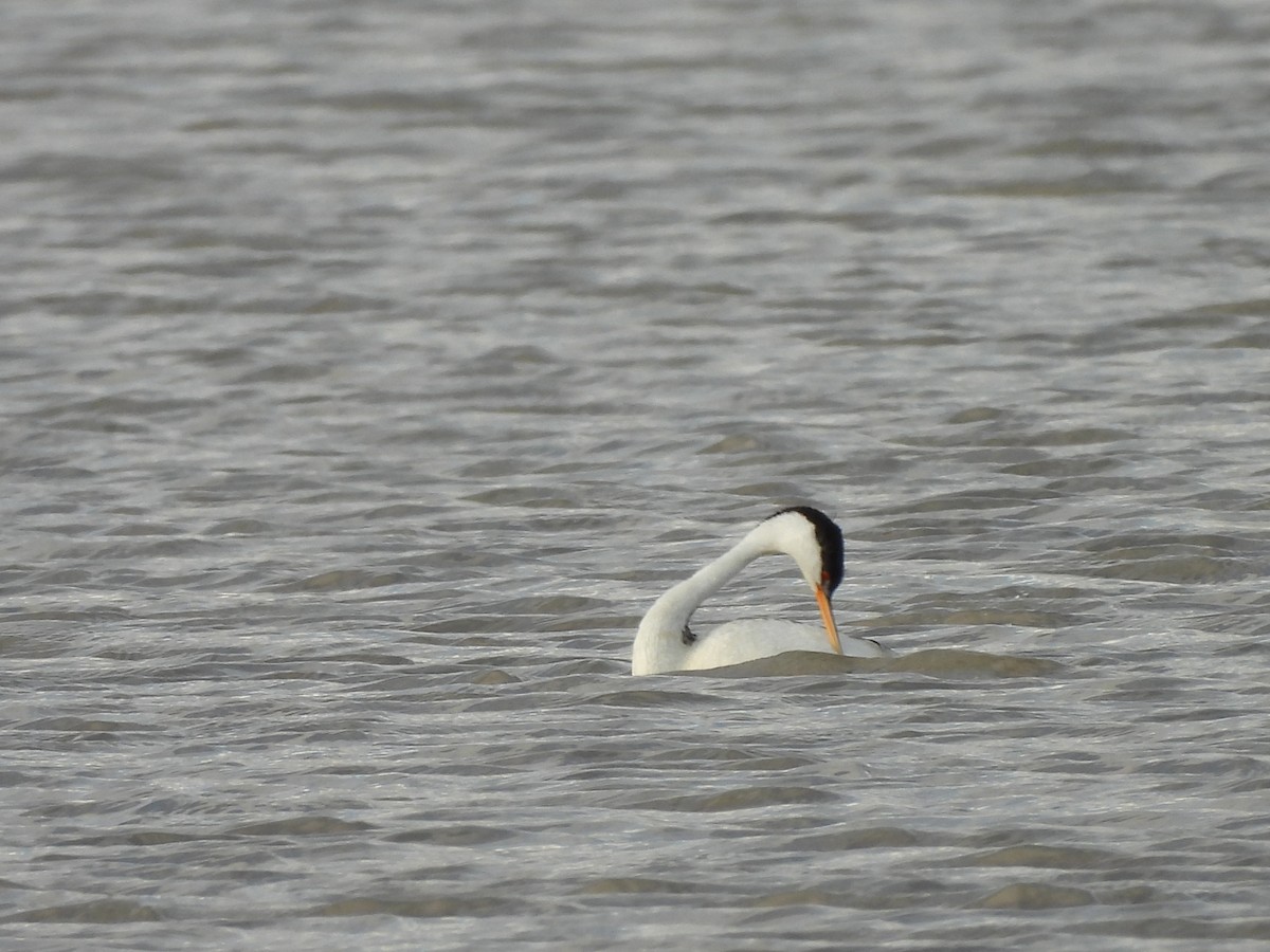 Clark's Grebe - ML489979031