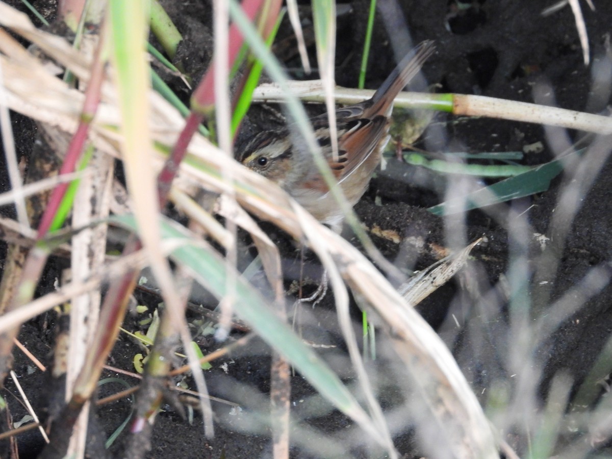 Swamp Sparrow - ML489979381