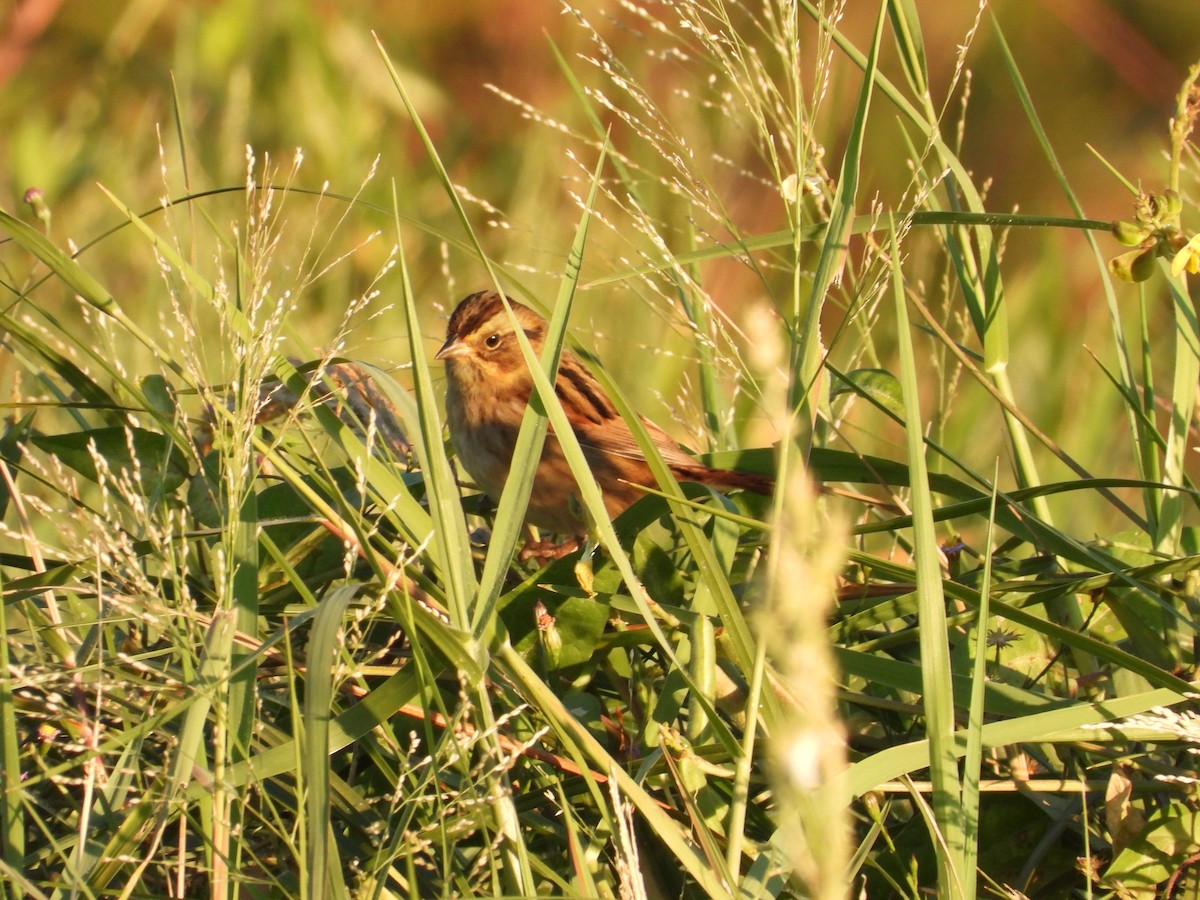 Swamp Sparrow - ML489979651