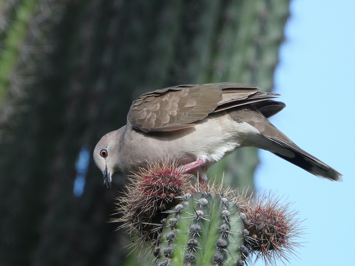 White-tipped Dove - ML489980231