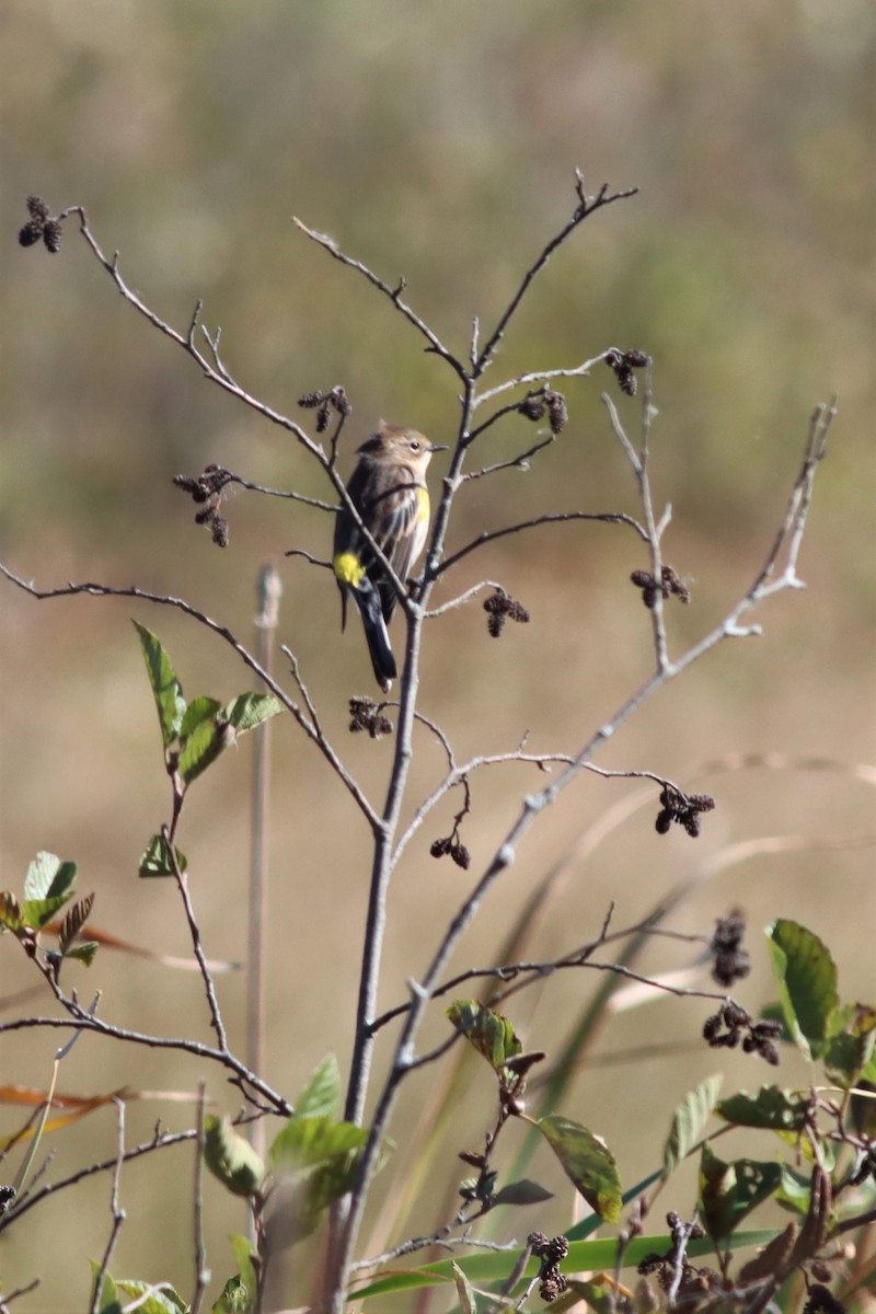 Yellow-rumped Warbler (Myrtle) - ML489980971