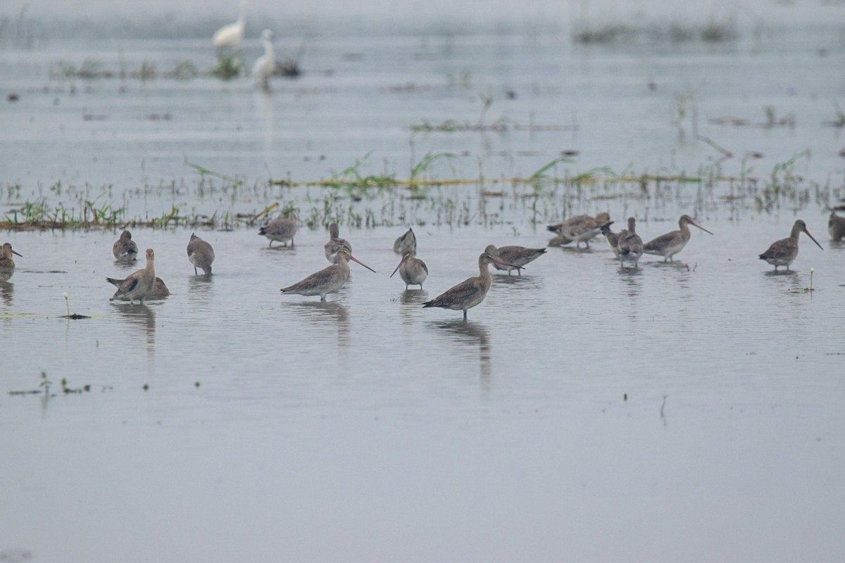 Black-tailed Godwit - ML489981571