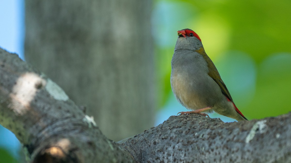 Red-browed Firetail - ML489983081