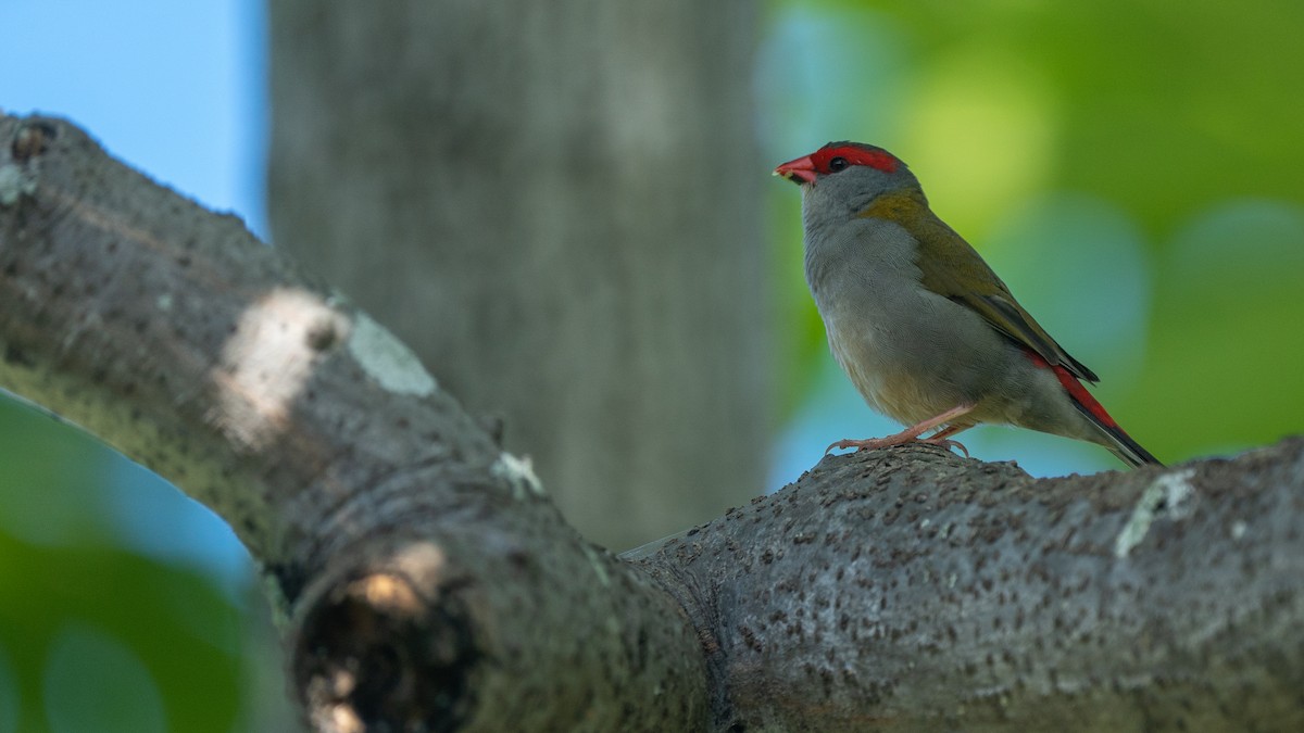 Red-browed Firetail - ML489983091