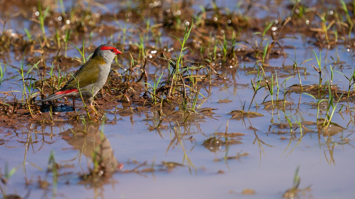 Red-browed Firetail - ML489983101