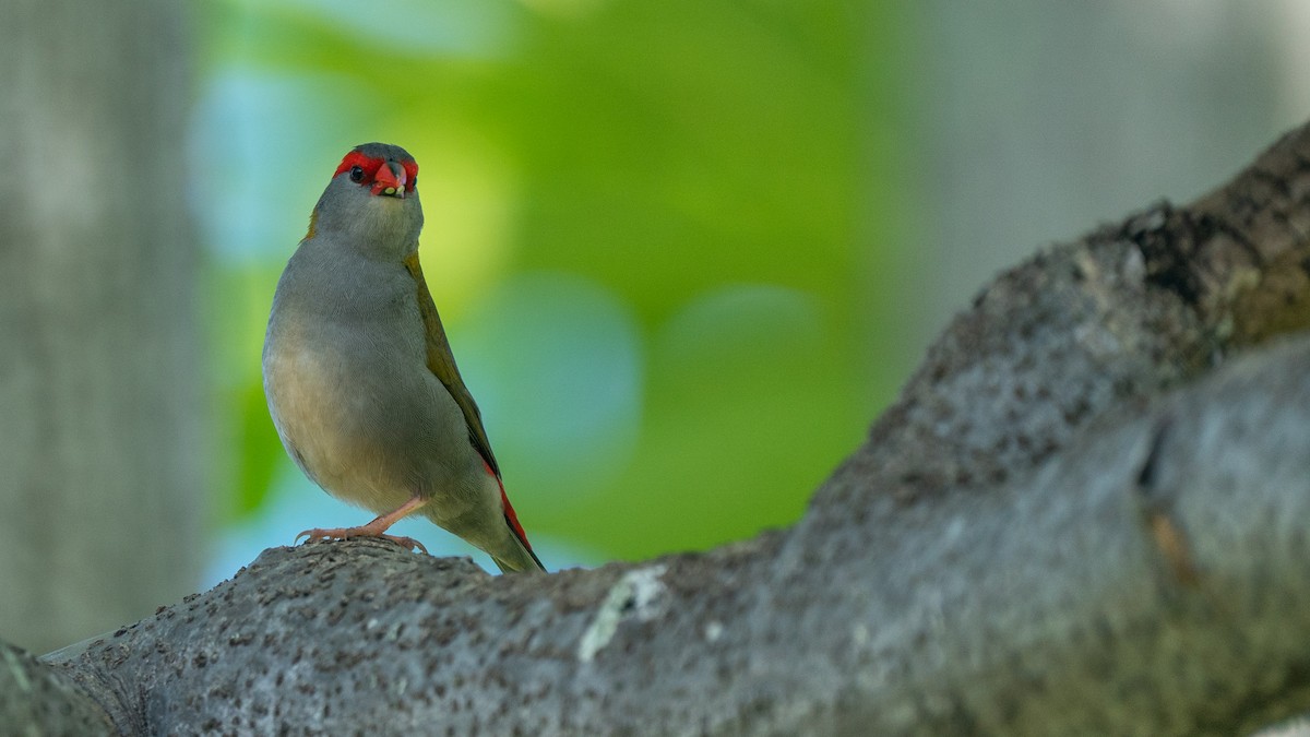 Red-browed Firetail - ML489983111