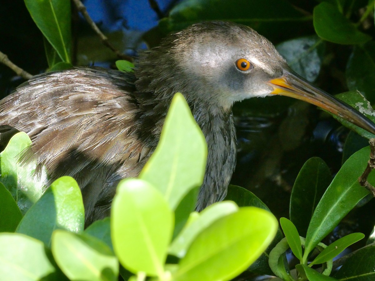 Clapper Rail - ML489984961