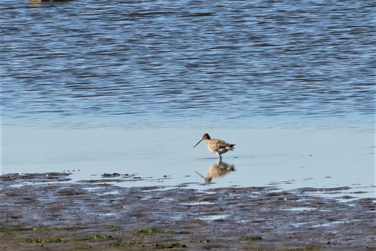 Hudsonian Godwit - ML489986921