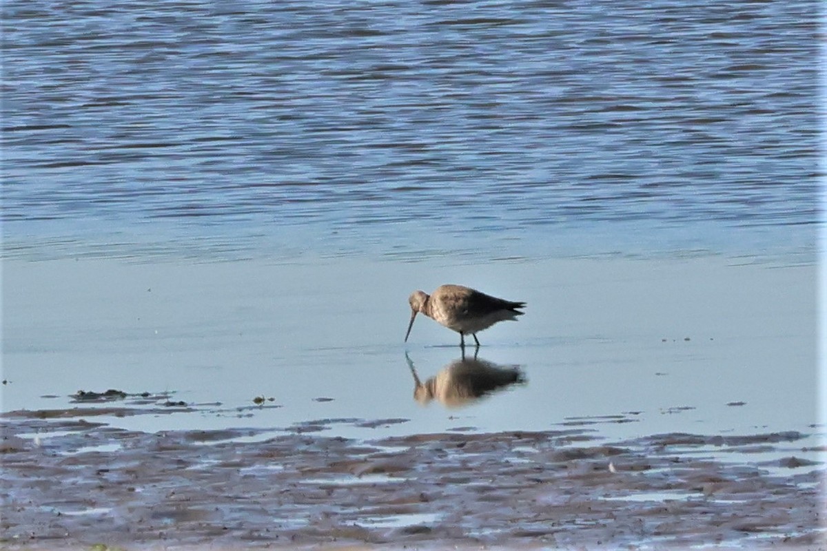 Hudsonian Godwit - ML489986991