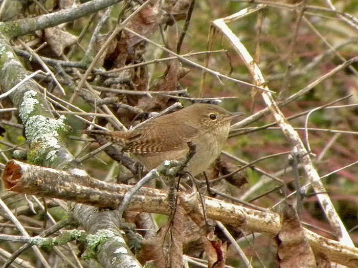 House Wren - ML489987151