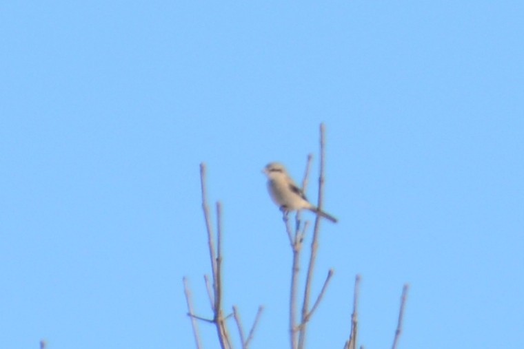 Northern Shrike - ML48999031