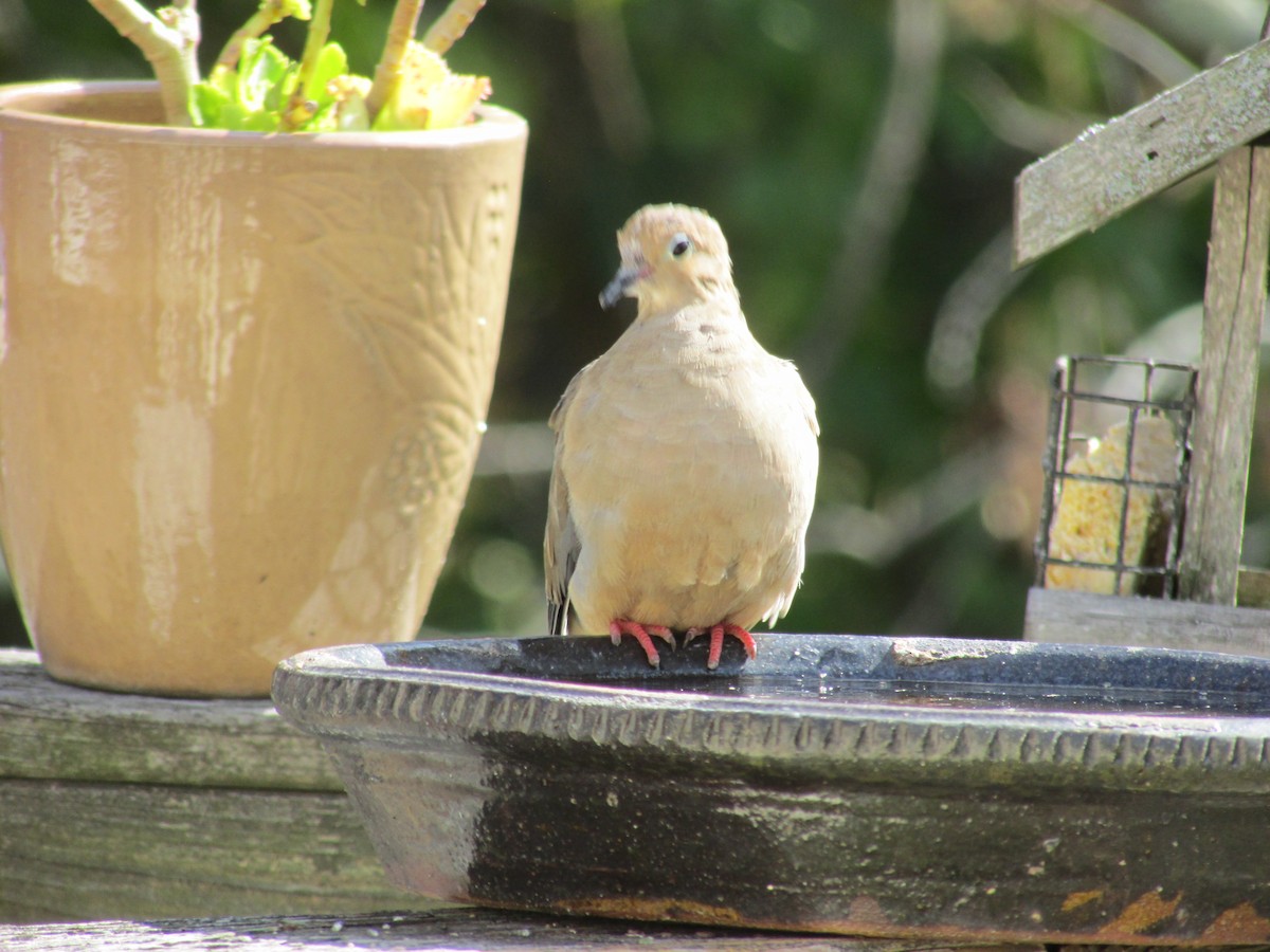 Mourning Dove - ML489990531