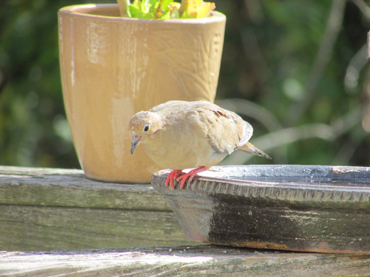 Mourning Dove - ML489990541