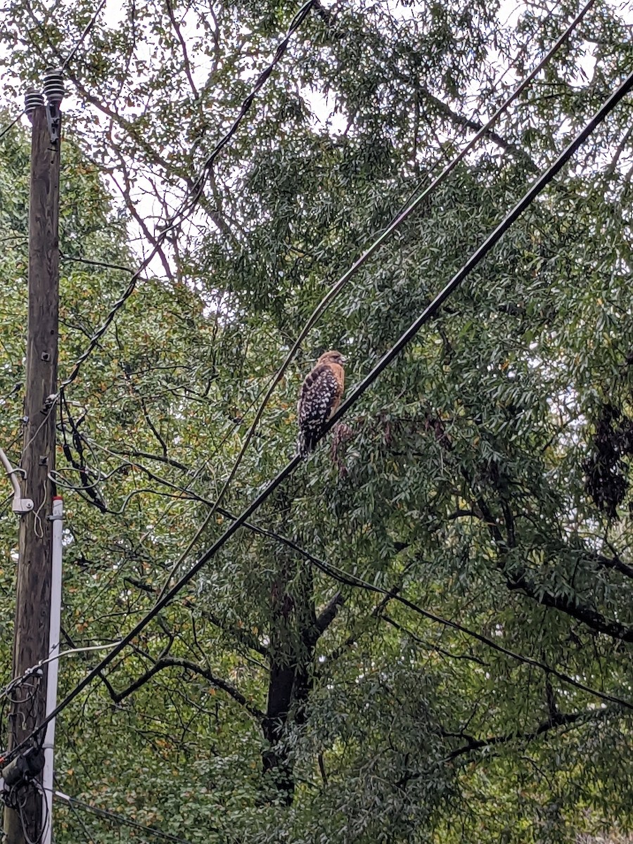Red-shouldered Hawk - ML489990671