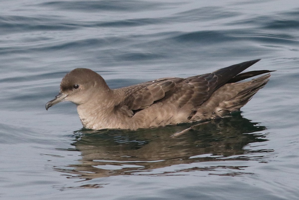 Short-tailed Shearwater - ML489993251