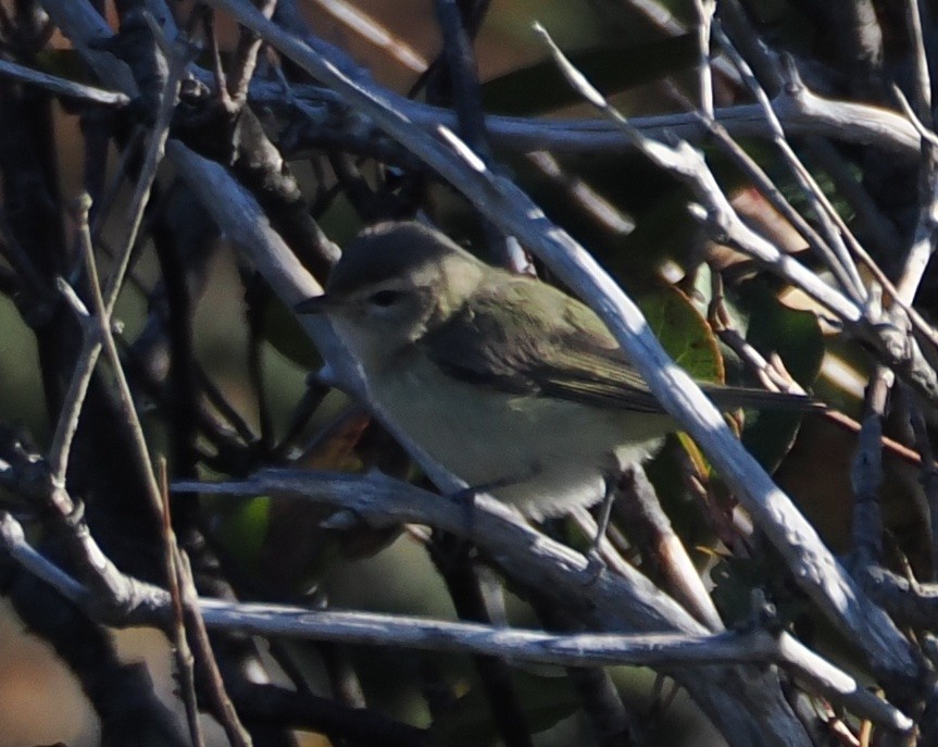 Ötücü Vireo - ML489994401