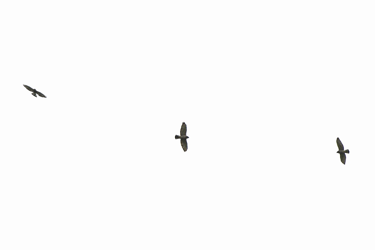 Broad-winged Hawk - ML489996111