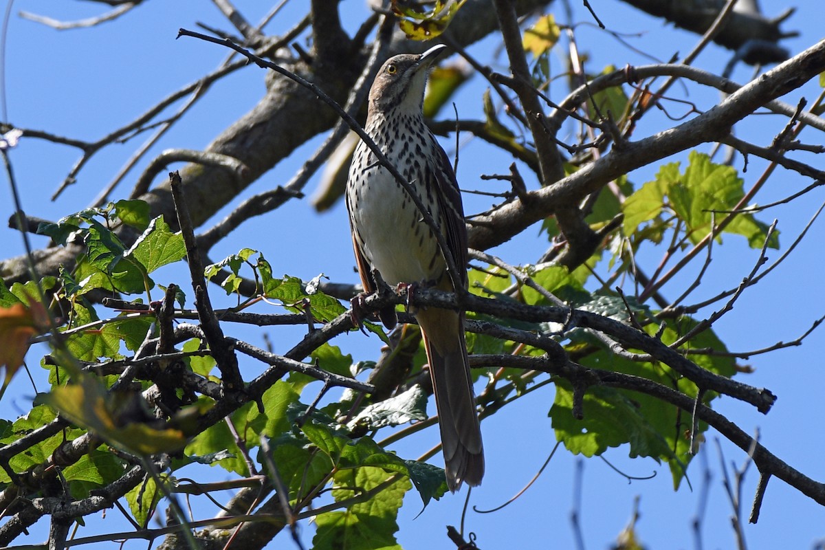 Brown Thrasher - ML489996551