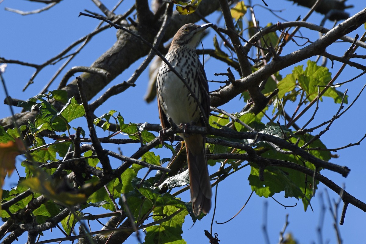 Brown Thrasher - ML489996561