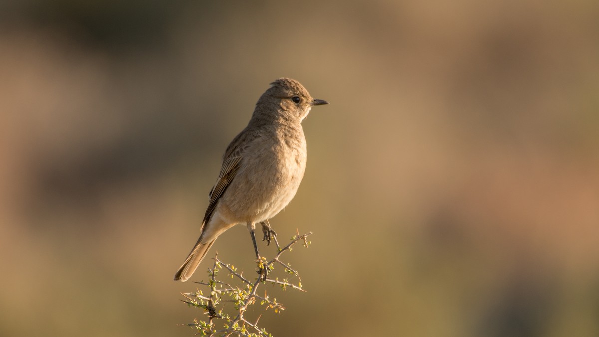 Chat Flycatcher - Eric van Poppel