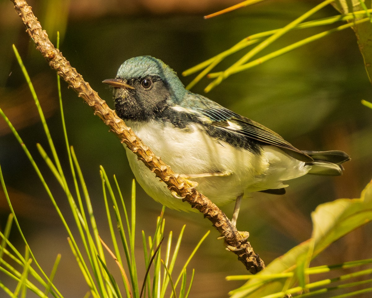 Black-throated Blue Warbler - ML489998711