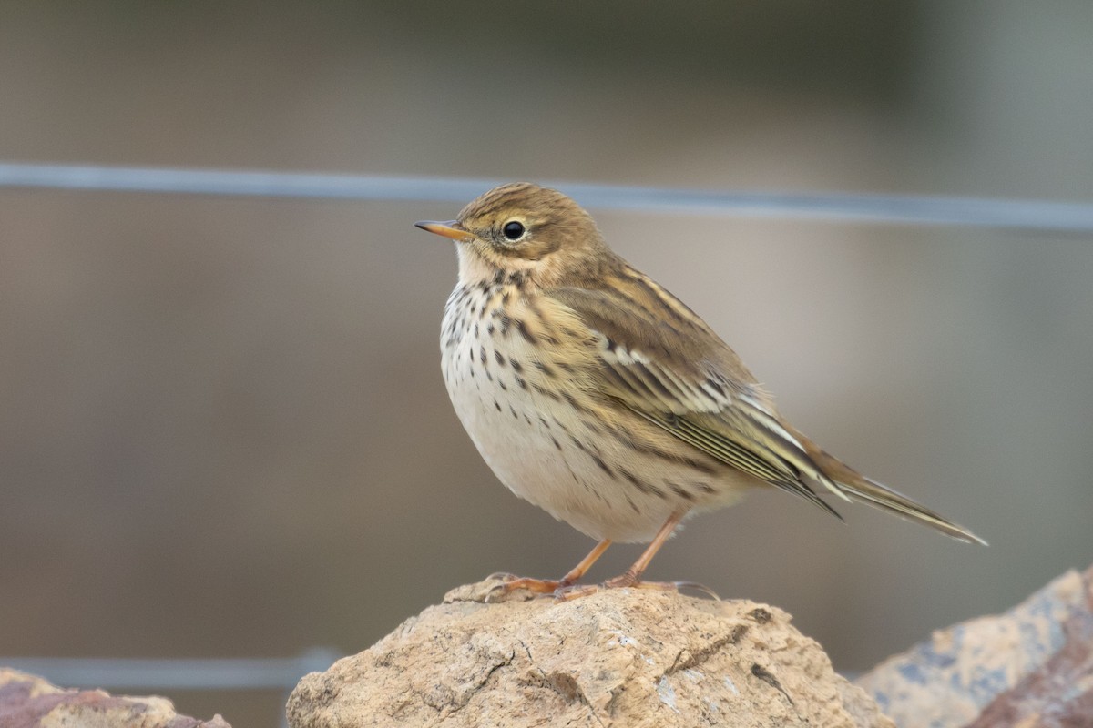 Meadow Pipit - Tom Bedford