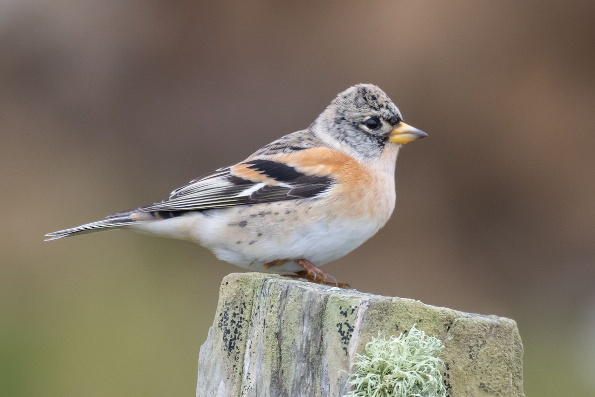 Brambling - Tom Bedford