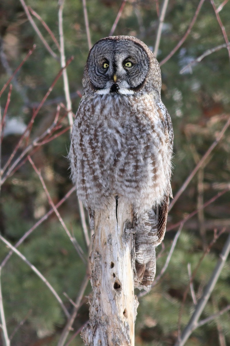 Great Gray Owl - Brendan  Fogarty