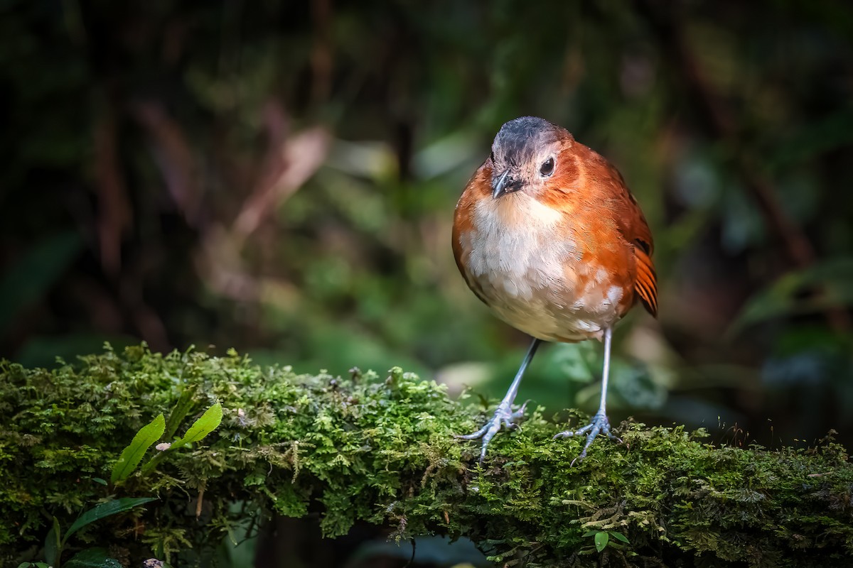 Rusty-tinged Antpitta - Pancho Enriquez