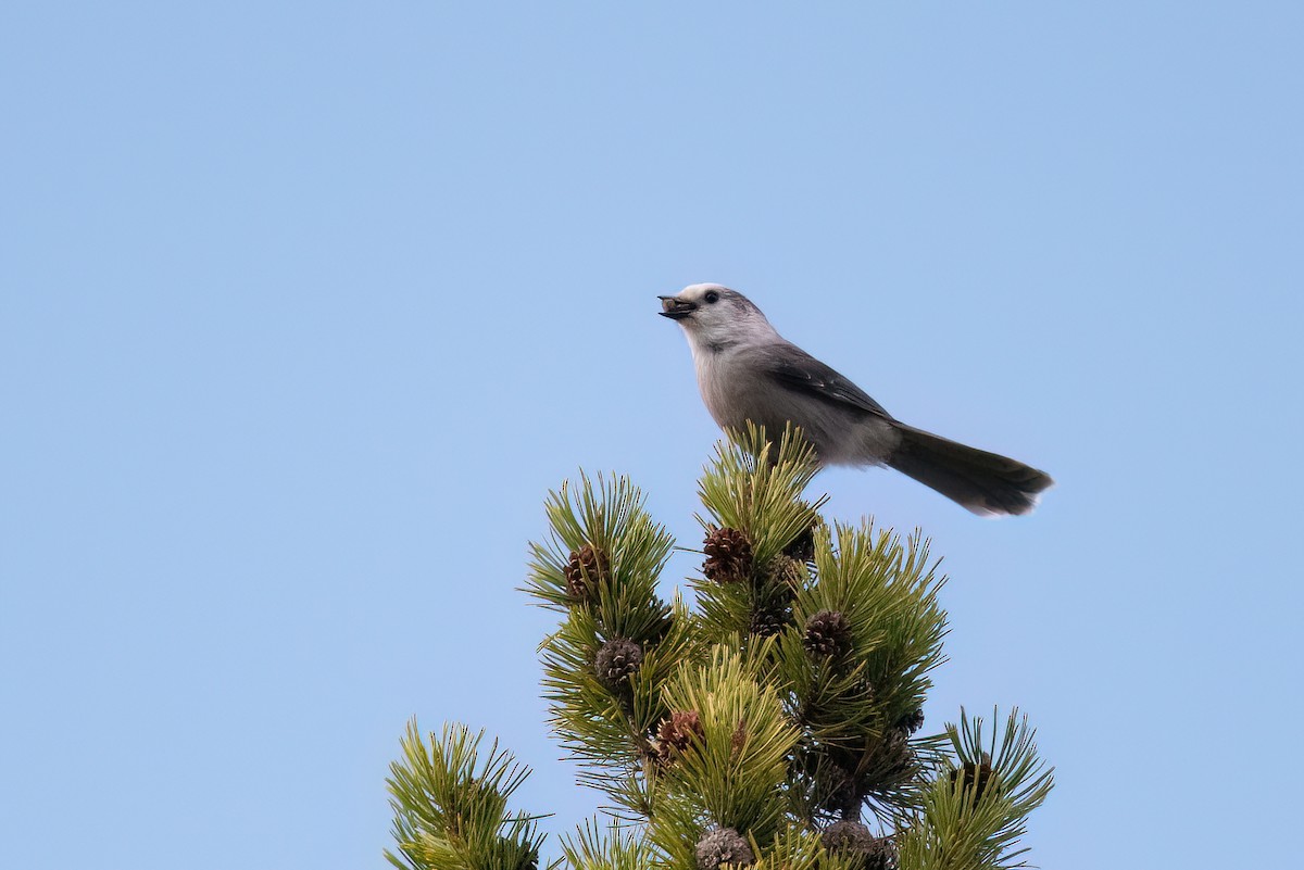 Canada Jay - ML490001731